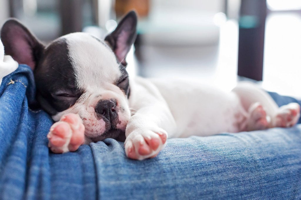 The best joint supplements for pets that you never heard